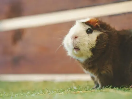 Ein Meerschweinchen mit braun-weißem Fell sitzt auf grünem Gras und schaut neugierig. Es sieht aus, als würde es gleich popcornen vor Freude.