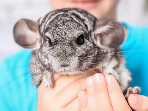 Ein süßer Chinchilla Hase mit großen Ohren und dunklen Augen wird von Händen gehalten.