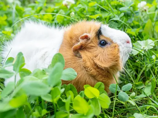 Ein süßes Meerschweinchen mit braun-weißem Fell genießt das frische Grün auf einem sonnigen Balkon.