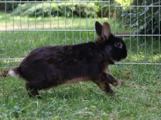 Ein braunes Kaninchen rennt über grünes Gras. Es zeigt, wie kommunizieren Kaninchen durch Körpersprache und Bewegung.