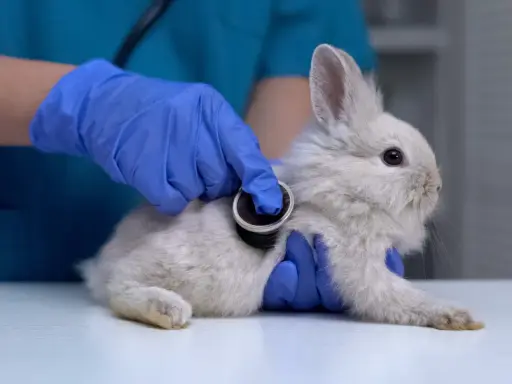 Tierarzt untersucht Kaninchen, das nicht frisst. Blaue Handschuhe und Stethoskop.