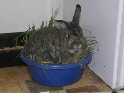Ein Kaninchen sitzt in einem blauen Napf mit Heu. Die Frage, wie lange muss heu trocknen, beschäftigt viele Tierhalter.