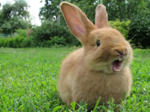 Ein süßes, orangefarbenes Kaninchen sitzt im Gras und scheint zu gähnen. Es sieht aus, als würde es mich gleich ablecken wollen.