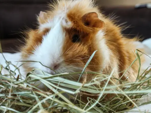 Ein flauschiges Meerschweinchen mit orange-weißer Fellzeichnung ruht in Heu. Wie alt werden Meerschweinchen? Mit guter Pflege können sie 5-8 Jahre alt werden.