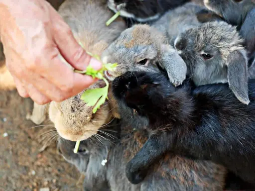 Ein Mensch füttert eine Gruppe Kaninchen mit grünen Blättern. Die Kaninchen sind ganz wild darauf, und es sieht aus, als würden sie gerne auch Tomaten essen.