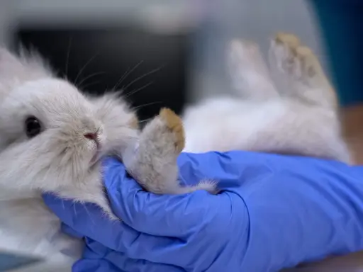 Ein Tierarzt behandelt ein Kaninchen, das auf dem Rücken liegt. Die Behandlung von Kokzidien ist wichtig für die Gesundheit des kleinen Tieres.