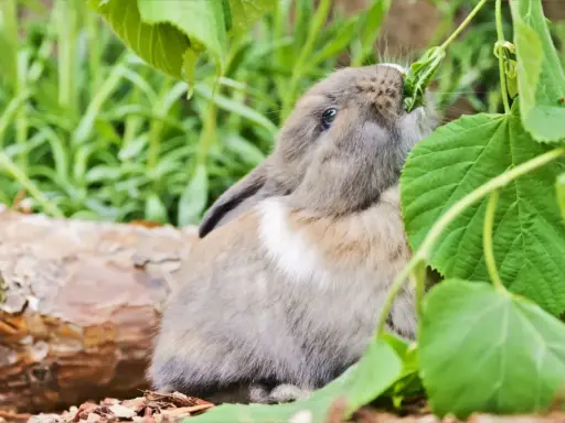 Ein Zwergkaninchen knabbert genüsslich an grünen Blättern. So sieht man, was Zwergkaninchen fressen: frisches Grünzeug!