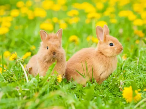 Zwei süße Kaninchen sitzen im Gras, umgeben von gelben Löwenzahnblüten. Ein kleiner Kaninchenrudel im Frühling.