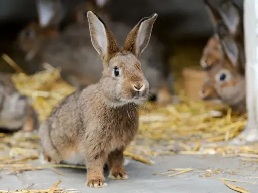 Ein neugieriges, braunes Kaninchen sitzt im Stroh. Im Hintergrund sind weitere Kaninchen zu sehen.