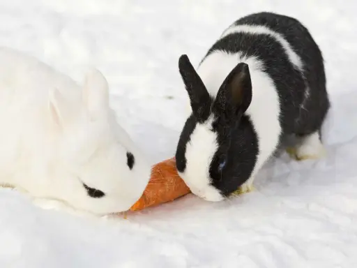 Zwei Kaninchen, ein weißes und ein schwarz-weißes, teilen sich eine Karotte im Schnee. Selbst bei Kaninchen Minusgraden schmeckt die Möhre!