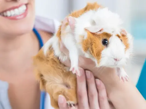 Tierärztin untersucht ein Meerschweinchen, das sie sanft hält. Die Flankenatmung des Meerschweinchens wird beurteilt.