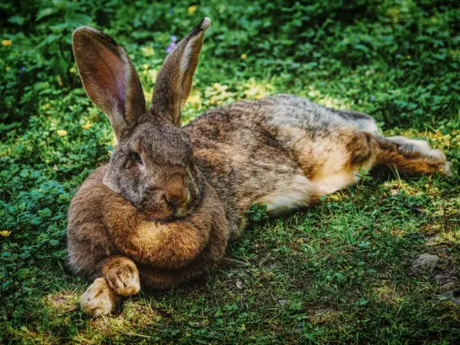 Großes Kaninchen liegt entspannt im Gras. Die langen Ohren sind aufgestellt, ein Zeichen, dass das Kaninchen zu warm anzeigt und versucht, sich abzukühlen.