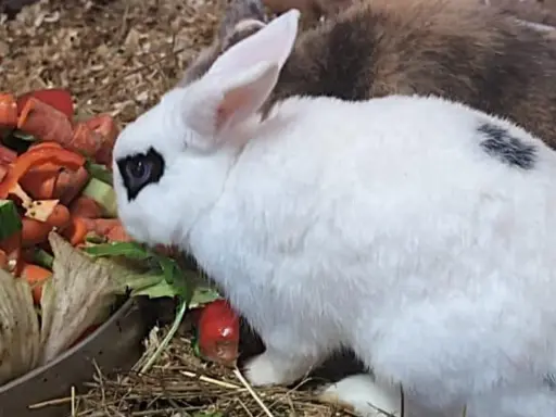 Ein weißer Rex-Hase mit schwarzen Flecken frisst genüsslich Gemüse.