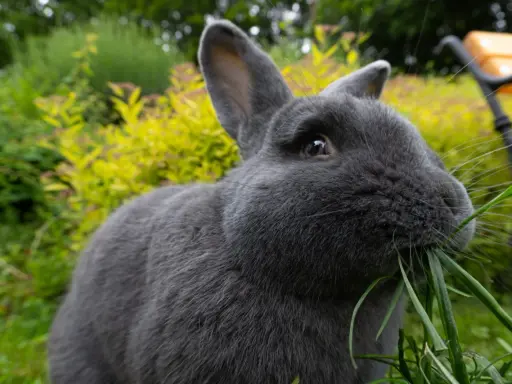 Ein blaugraues Wiener Kaninchen knabbert genüsslich frisches Gras im Garten.