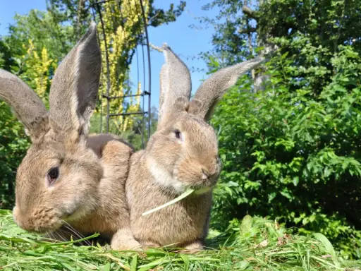 Zwei riesige Kaninchen mit langen Ohren sitzen im Gras. Eines knabbert an einem grünen Halm.