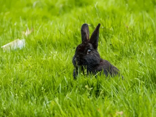 Ein kleines schwarzes Kaninchen lugt neugierig aus dem hohen, grünen Gras.