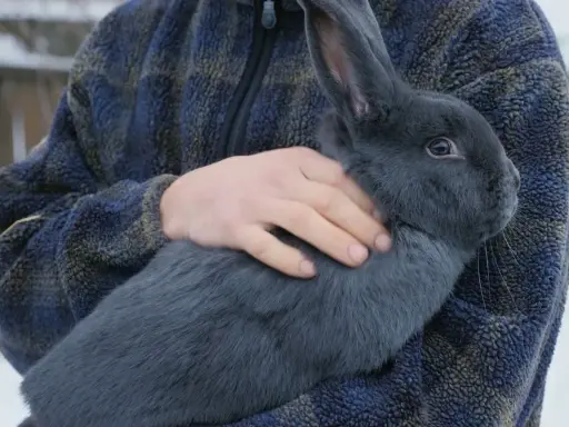 Ein Mann hält ein großes, blaues Lohkaninchen im Arm. Das Tier hat ein dichtes, graues Fell und lange Ohren.