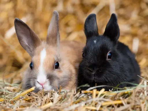 Zwei Zwergkaninchen, ein hellbraunes und ein schwarzes, kuscheln sich im Stroh. Eine Vielfalt an Zwergkaninchen Rassen von A bis Z.