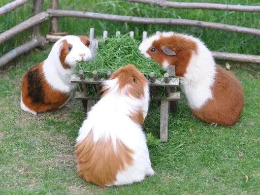 Drei Meerschweinchen als Haustier fressen genüsslich aus einem Futtertrog im Freien.
