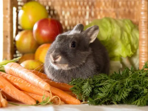 Graues Kaninchen sitzt vor Karotten und einem Korb mit Äpfeln. Es träumt von einer saftigen Wassermelone.