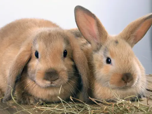 Zwei süße Kaninchen, vielleicht Zwergwidder, kuscheln sich im Heu. Verschiedene Kaninchen Rassen sind faszinierend.