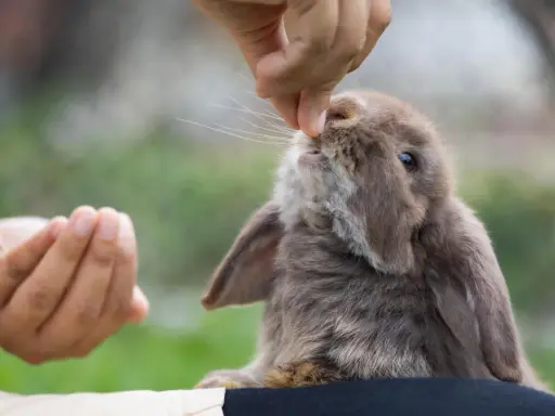 Ein süßes Kaninchen frisst rote Bete aus der Hand.