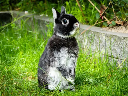Ein schwarz-weißes Kaninchen sitzt aufmerksam im Gras. Seine aufgerichteten Ohren und der Blick nach oben deuten auf sein Verhalten hin, vielleicht lauscht es auf Geräusche.