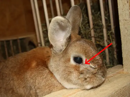 Ein Kaninchen mit verklebten Augen, das vorsichtig gereinigt wird.