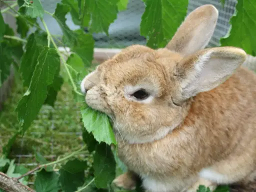 Ein braunes Kaninchen knabbert genüsslich an grünen Blättern. Vielleicht sind es sogar Blätter einer Thuja, die es als Leckerbissen entdeckt hat.
