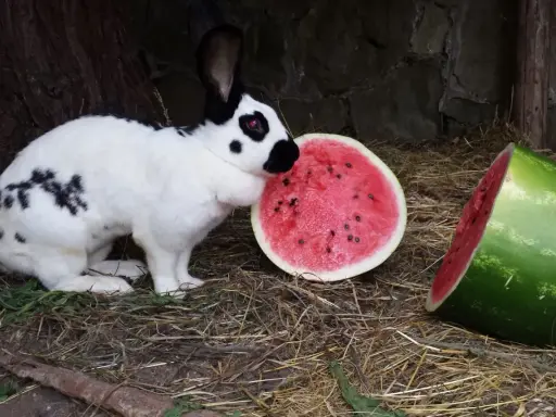 Ein schwarz-weiß geflecktes Kaninchen, das an einer Wassermelone schnuppert. Dieses deutsche Riesen Kaninchen genießt die süße Frucht.