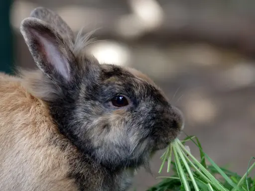 Ein süßer kaninchen frisst genüsslich grünes Gras. Er liebt es, wenn es nach Himbeeren riecht.