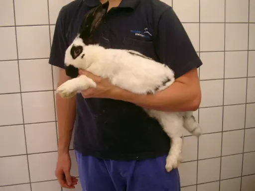 Ein weiß-schwarzes Kaninchen wird gehalten. Es könnte Anzeichen von Aufgasung zeigen, was eine tierärztliche Untersuchung erfordert.