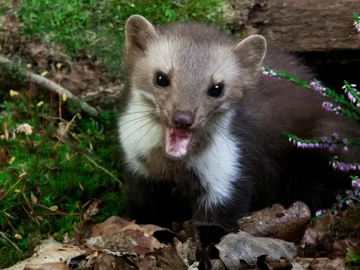 Ein Marder mit geöffnetem Maul, umgeben von Moos und Heidekraut. Man könnte fast meinen, er würde über seine Beute, die Kaninchen, fressen, sprechen.