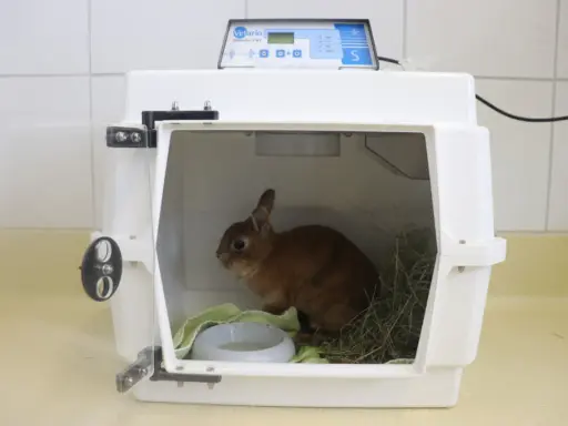 Kleines Kaninchen in einer Transportbox, das ängstlich wirkt. Es sitzt neben Heu und einer Wasserschale.