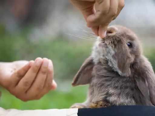 Ein kleines, braunes Kaninchen schnuppert neugierig an einer Hand, die ihm gerade ein Leckerli, vielleicht ein Stück Walnuss, reicht.