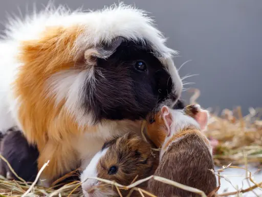 Ein Meerschweinchen-Familienporträt im Heu. Die Welt aus ihrer Perspektive ist kuschelig und voller kleiner Entdeckungen.