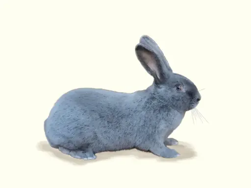 Ein flauschiges, graublaues Kaninchen sitzt auf einem hellen Hintergrund. Diese seltenen blaue Kaninchen sind faszinierend.