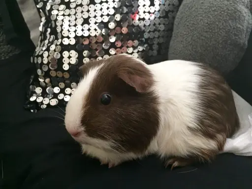 Ein süßes us-teddy Meerschweinchen mit braun-weißer Fellzeichnung sitzt auf schwarzem Stoff neben einer glitzernden Kissen.