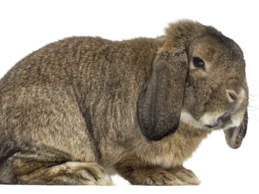 Ein braunes Kaninchen mit Schlappohren, das an ein deutsches Riesen Gewicht erinnert, sitzt auf weißem Hintergrund.