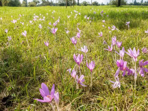 Wiese voller lila Herbstzeitlose im Heu. Die zarten Blüten wiegen sich im Wind.