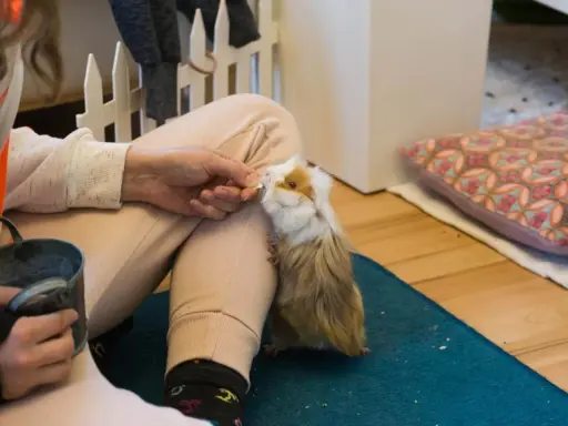 Ein zahmes Meerschweinchen wird von einer Hand mit einem Leckerli gefüttert.