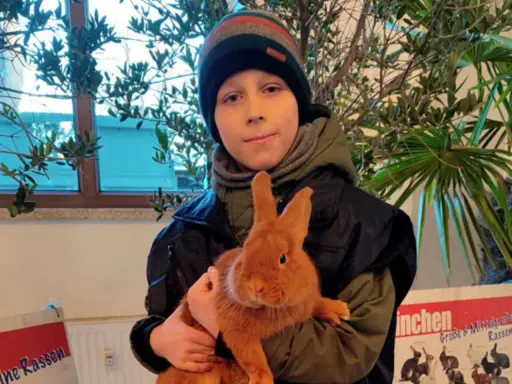 Junge hält ein süßes Sachsengold Kaninchen.