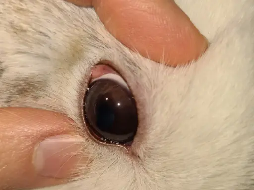 Nahaufnahme des Auges eines Kaninchens. Die Augen sind offen, aber es scheint, dass das Kaninchen tot ist.