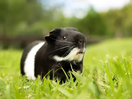 Ein schwarz-weißes Meerschweinchen sitzt im Gras und zeigt ein neugieriges Meerschweinchen Verhalten.