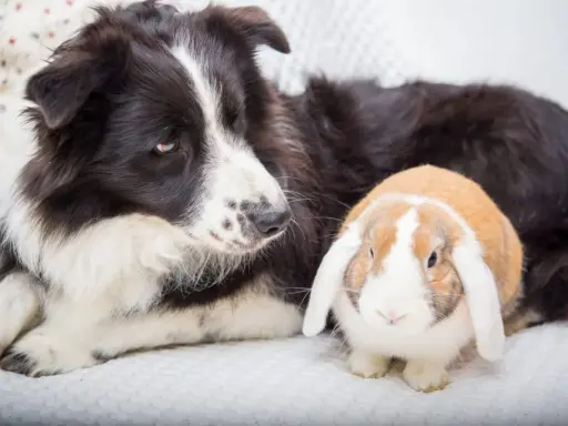 Ein Border Collie liegt neben einem niedlichen Kaninchen. Die beiden scheinen beste Freunde zu sein.