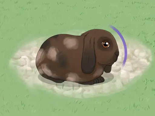 Ein braunes Kaninchen mit Schlappohren sitzt im Gras. Ein violetter Bogen deutet auf eine Bewegung hin, vielleicht beim Versuch, das Kaninchen einzufangen.