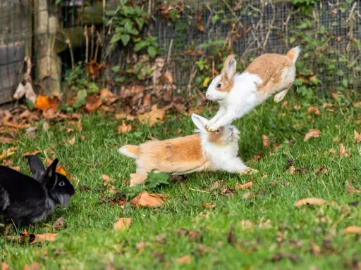 Drei Hasen, zwei springen verspielt übereinander, während ein schwarzer Hase zusieht. So sehen Hasen aus, wenn sie Spaß haben.
