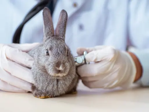 Tierarzt untersucht Kaninchen. Bei Schmerzen ist schmerzmittel kaninchen rezeptfrei eine Option, aber nur nach Absprache.