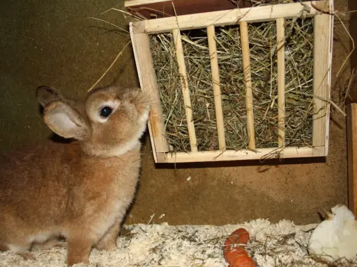 Braunes Kaninchen schaut neugierig auf einen selbstgebauten Heuraufe. Ein Karottenstück liegt daneben.