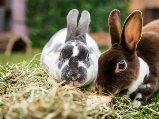 Zwei süße Kaninchen, eines grau-weiß gefleckt, das andere braun-weiß, knabbern genüsslich an Heu. Sie sind wie kleine, flauschige koriander hasen.